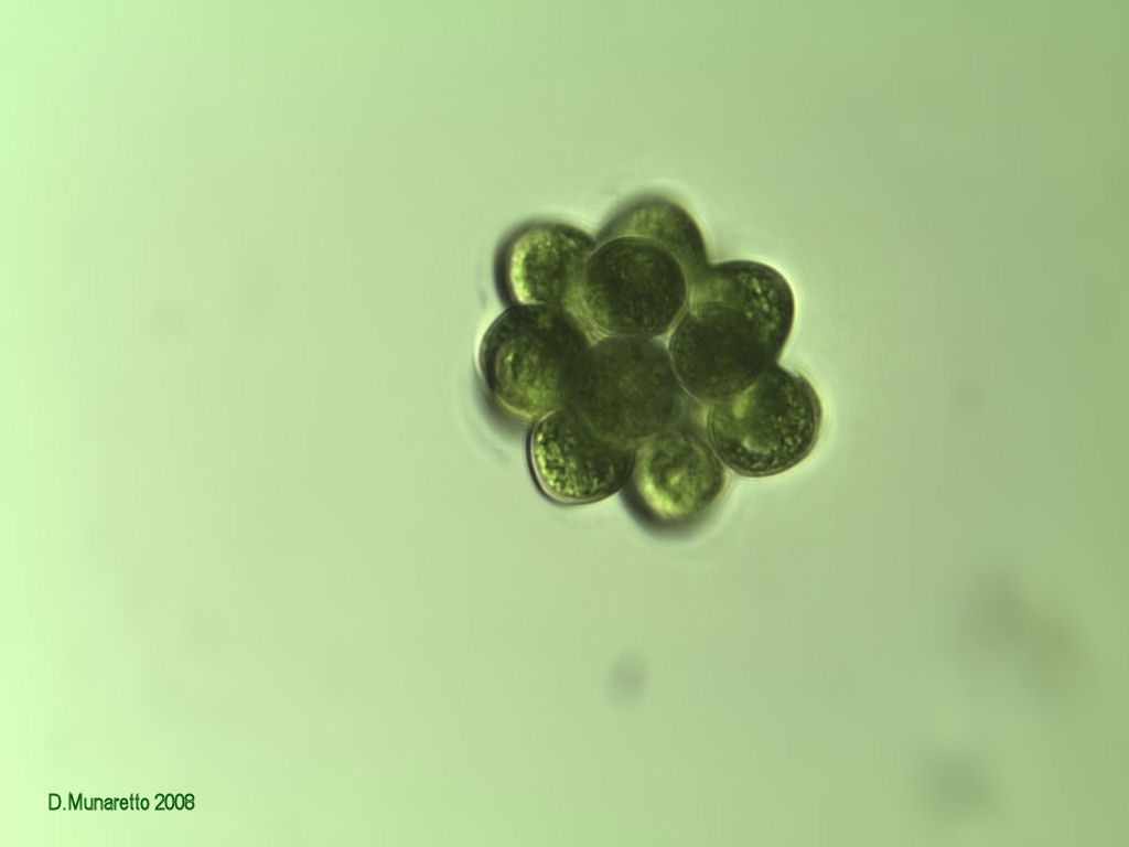 Alga globulare...